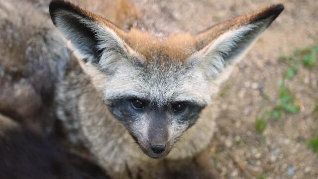 Closeup Image Of A Desert Fennec Fox (Vulpes Zedra) Looking Up. - Slow Motion