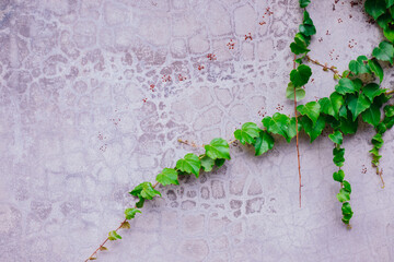 A green vine, a creeping plant against a gray concrete wall. The concept of structure and beauty in nature. Empty space for the text. - Powered by Adobe