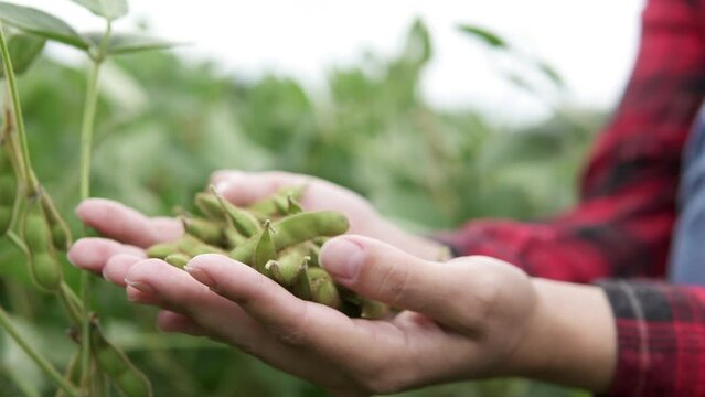 A farmer holds the fruits of soybeans in his hands in a rural field. Agribusiness concept.