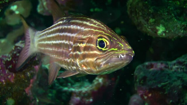 A portrait of a Tiger cardinal or Dogtooth cardinalfish (Cheilodipterus arabicus) makes it clear why this fish got its name, close-up.