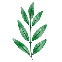 leaf in watercolor