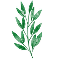 leaf in watercolor