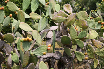 Feigenkaktus in Cilento Italien