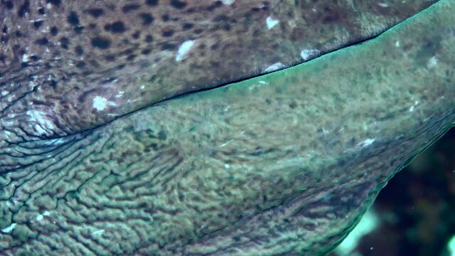 Extreme close-up of a Giant moray (Gymnothorax javanicus) that sticks its head out of a coral hole and opens its mouth to the beat.
