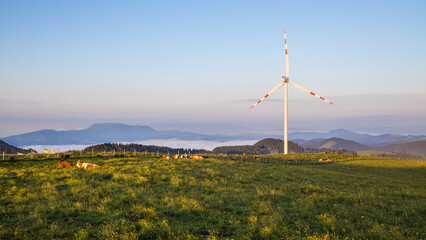 Windmill on a mountain in the morning with sleeping cows in the grass