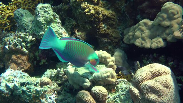 Bright male Heavybeak parrotfish (Chlorurus gibbus) bites hard corals with powerful teeth in search of food.