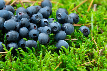 Wild berries on a green vegetative background in wood.