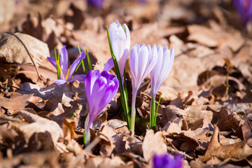 Closeup of blooming purple crocus flowers on a forest floor, first signs of spring