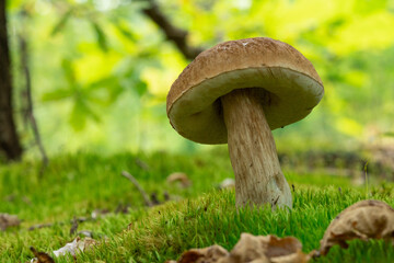 Boletus edulis English: cep, penny bun, porcino, or king bolete, usually called porcini.