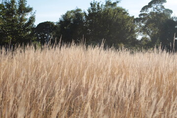 field of wheat yellow grass Scotland
