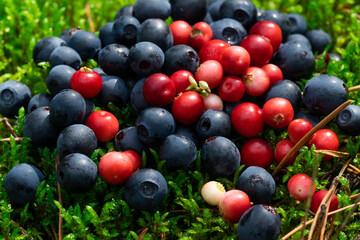 Wild berries on a green vegetative background in the forest.