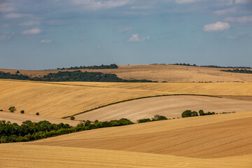 Obraz premium A rolling Sussex landscape on a summer's day, with golden fields of cereal crops