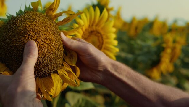 Hands examining sunflower seeds quality closeup. Farmer check flower plantation