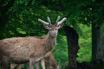 Wild Deer in the Forest