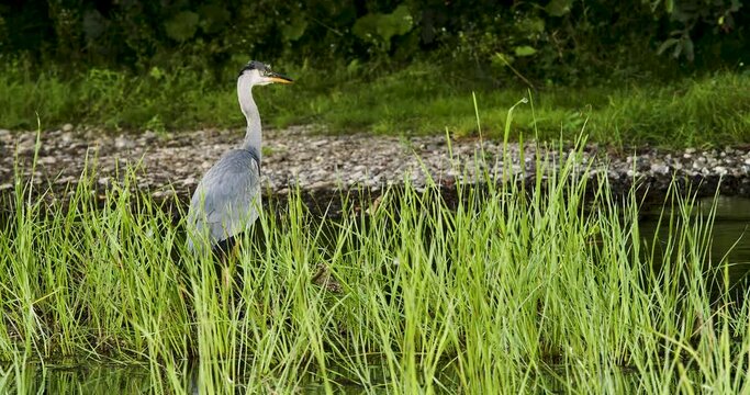 The gray heron stands in the swamp while hunting for small fish and frogs. He shakes his head, straightening his neck and feathers.