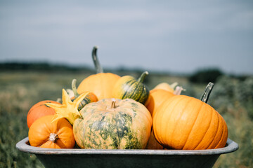 Different kind of pumpkins in wheelbarrow on autumn garden. Autumn and harvest concept. Halloween...