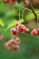 マユミの実(hanging red  seeds)