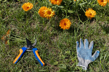 gardening glove and pruner lie near the flower bed