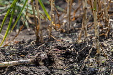 young garlic with roots lies in the garden