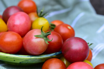 Tomaten in verschiedenen Farben in Sch&uuml;ssel nach der Ernte mit rustikalem Hintergrund