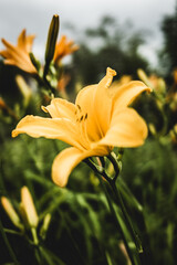 yellow lily in the garden