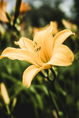 yellow lily flower