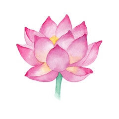 Watercolor pink lotus illustration isolated on white background. Sacred symbol in Hinduism, Buddhism and Jainism