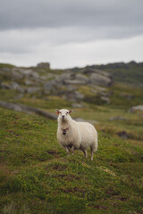Fototapeta premium Sheep on a hill