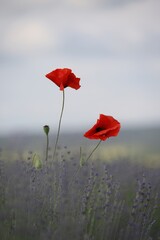 Red poppies in a lavender field against a blue sky. 
Red and purple flowers in the field.