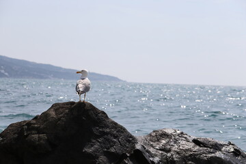 A white seagull stands on a stone against the backdrop of a seascape.