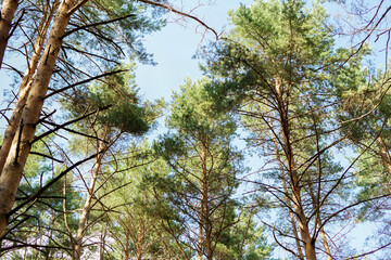 Beautiful forest trees in summer with bright sun shining through the woods. Abstract wild nature. Blue sky seen through sunlit treetops
