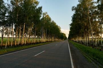 Fototapeta na wymiar A smooth asphalt road goes into the distance, large birch trees grow on the sides of the road, the setting sun illuminates the tree trunks and the road, a beautiful rural landscape