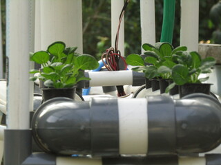 chili vegetable garden for hydroponics