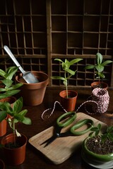 Garden potting shed with plant pot seedlings