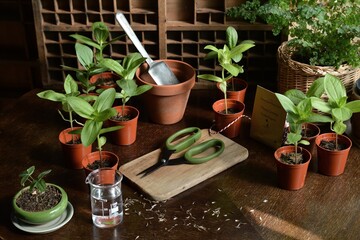 Garden potting shed with plant pot seedlings