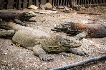 Komodo dragon is on the ground. Interesting perspective. The low point shooting. Indonesia. Komodo National Park. An excellent illustration.