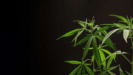 Naklejka premium Cannabis plant against a black background. Texture marijuana leaves