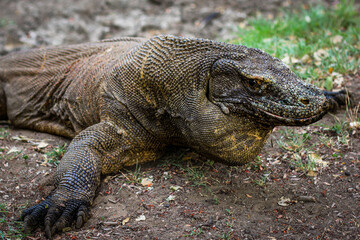 Fototapeta premium Komodo dragon is on the ground. Interesting perspective. The low point shooting. Indonesia. Komodo National Park. An excellent illustration.