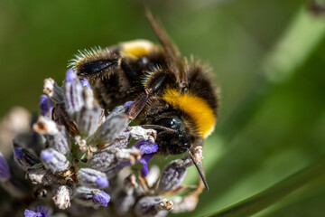Close up of Bee on Lavender