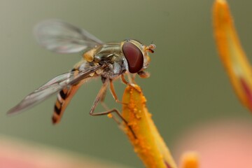 Hover fly on flower