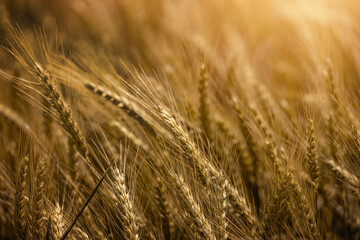 Gold wheat field