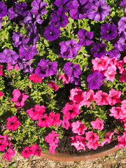 pink and purple petunia flowers in a garden