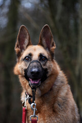 Brown German Shepherd Dog Animal Pet Portrait 