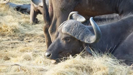 Badezimmer Foto Rückwand buffalo in the grass © Jules