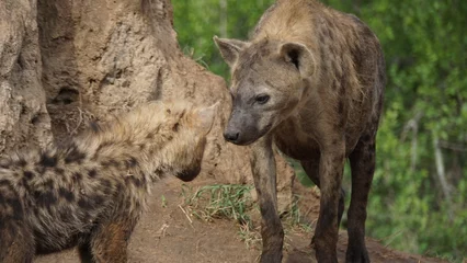 Stof per meter gevlekte hyena in het wild © Jules