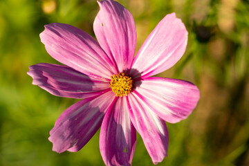 Delicate Cosmos flower in the garden. Stripped white and violet flowers with blurry background. Cosmos bipinnatus, garden cosmos, aster.