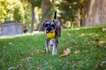 Grey miniature zwergschnauzer puppy is running with a yellow ball in the mouth. Dog has fun on a nature, playing outdoors. Cute funny doggy on a walk. Domestic animal, pet in green park, woods, forest