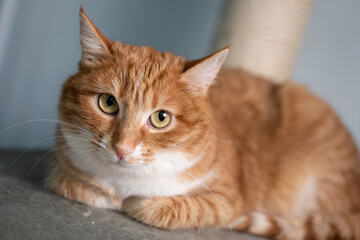 Portrait of a beautiful cat close up