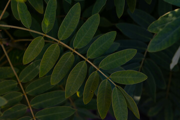 Dark green leaf background, abstract green texture. Acacia leaves. 