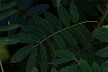 Dark green leaf background, abstract green texture. Acacia leaves. 